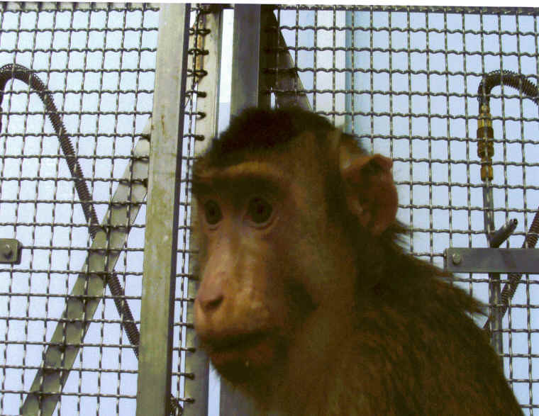 primate vivisection University Washington