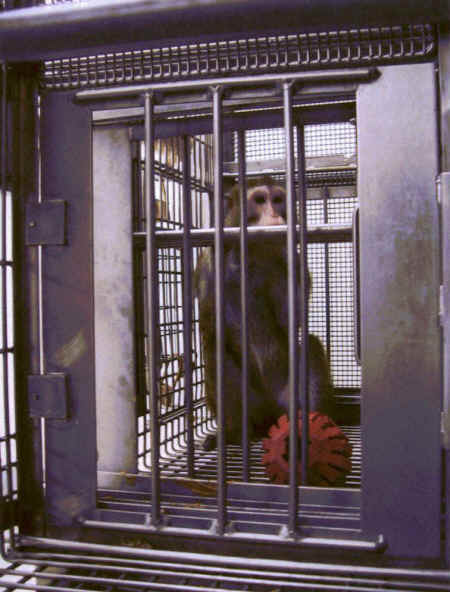 caged lab monkey