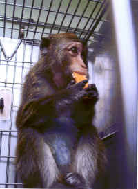 vivisection budkie primate